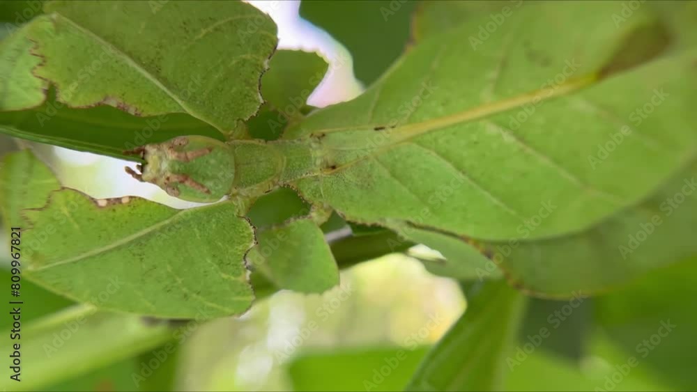 Close-up view of Young female leaf insect feeding a green leaf. Phyllium westwoodii well camouflaged among green leafs. High quality FullHD footage Close-up view of Young female leaf insect feeding a green leaf. Phyllium westwoodii well camouflaged among green leafs. High quality FullHD footage
