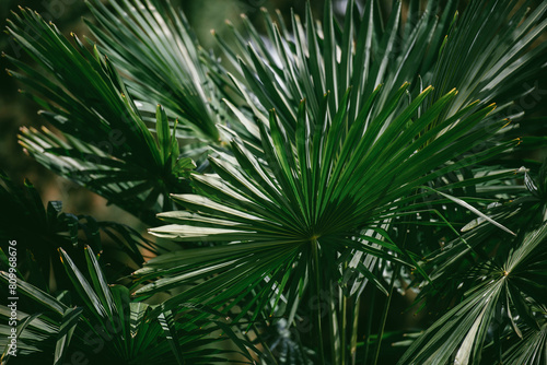 palm tree leaves, palm Leaf background, palm fronds