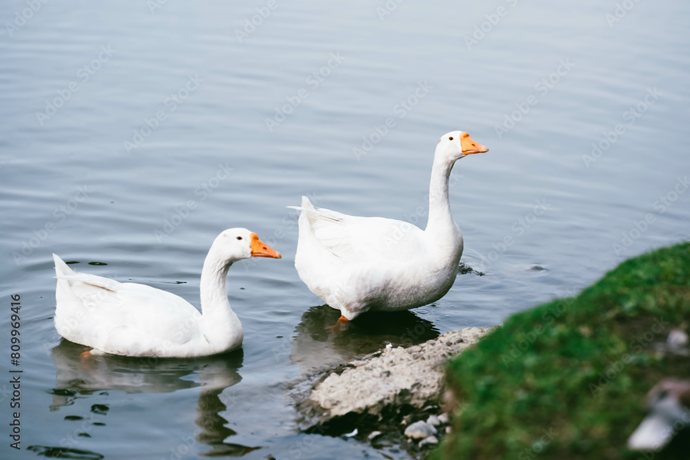 white swans on the lake, swans swimming in a lake white swans on the lake, swans swimming in a lake