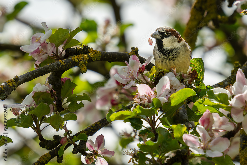 Fototapeta premium House Sparrow on Blossom
