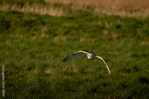 Short Eared Owl
