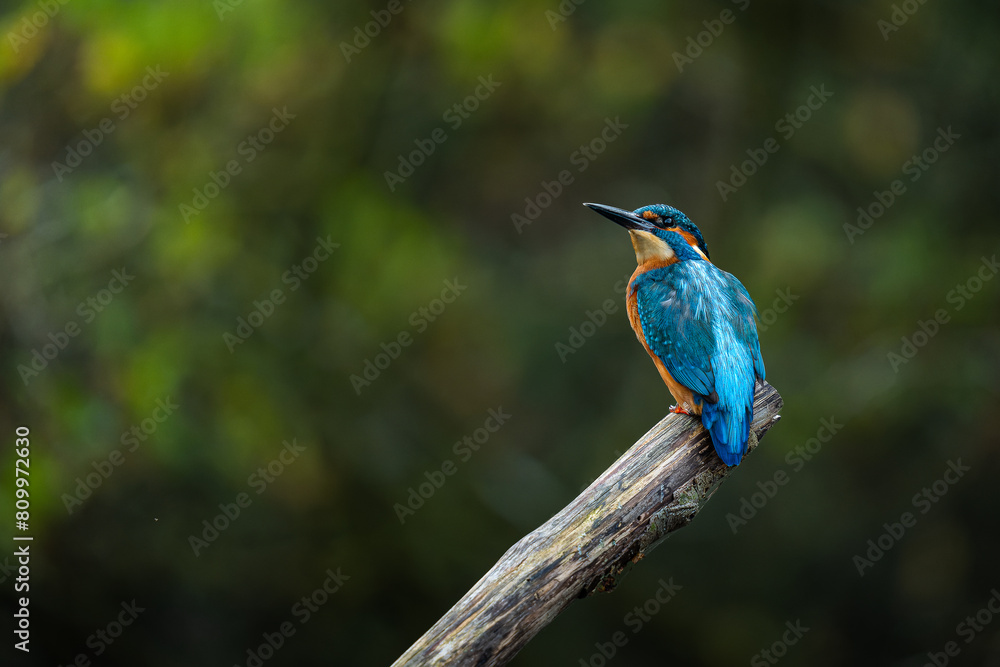 Kingfisher Perching on a branch on the norfolk broads