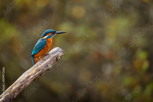 Kingfisher Perching on a branch on the norfolk broads