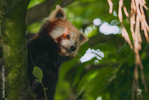 Red Panda in a tree