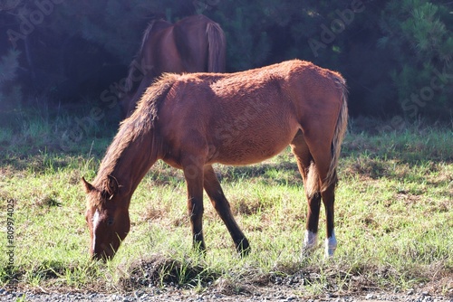 Wallpaper Mural New Zealand Torontodigital.ca
