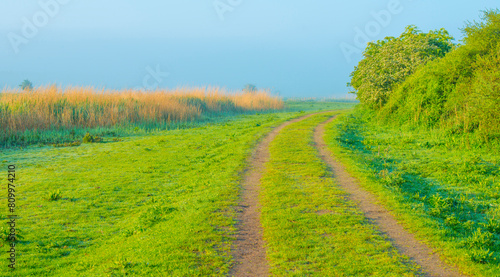 The edge of a lake with reed in wetland in springtime at sunrise   Almere  Flevoland  The Netherlands  May 9  2024