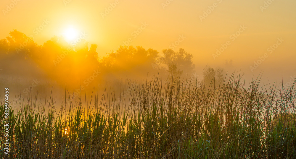 The edge of a lake with reed in wetland in springtime at sunrise , Almere, Flevoland, The Netherlands, May 9, 2024 The edge of a lake with reed in wetland in springtime at sunrise , Almere, Flevoland, The Netherlands, May 9, 2024