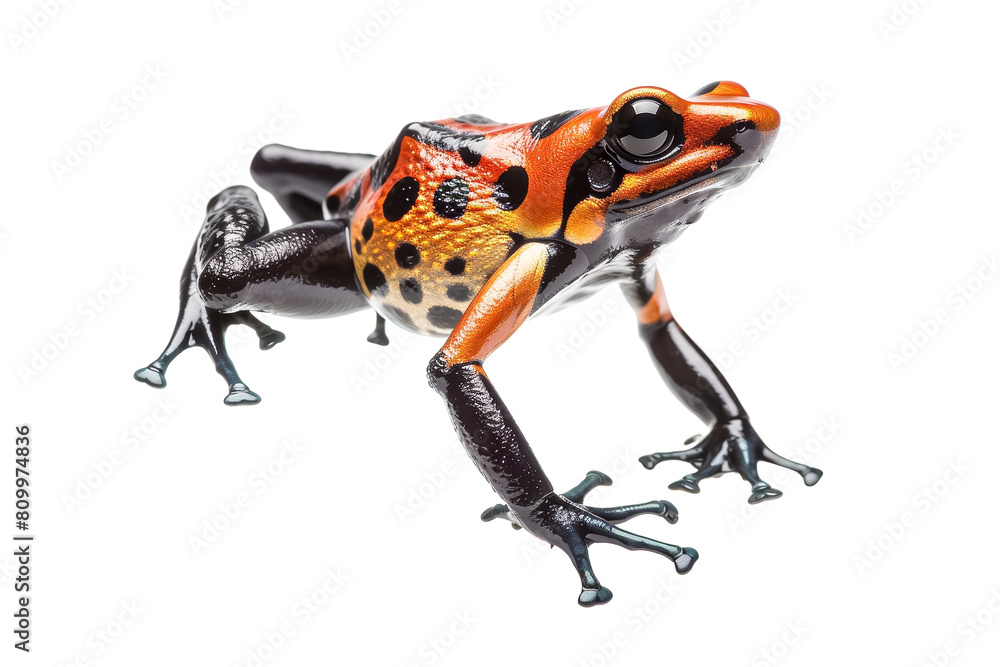 Obraz premium Colorful Amazonian Poison Dart Frog Isolated on White Background