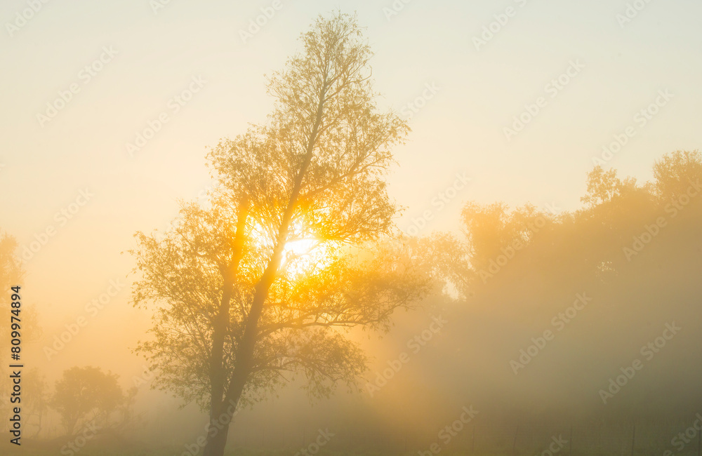 The edge of a lake with reed in wetland in springtime at sunrise , Almere, Flevoland, The Netherlands, May 9, 2024 The edge of a lake with reed in wetland in springtime at sunrise , Almere, Flevoland, The Netherlands, May 9, 2024
