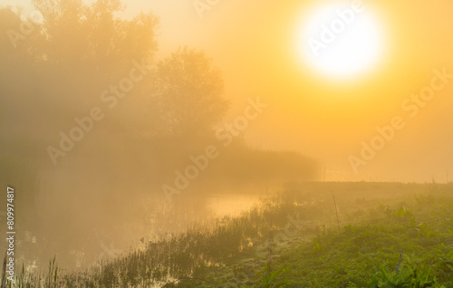 The edge of a lake with reed in wetland in springtime at sunrise   Almere  Flevoland  The Netherlands  May 9  2024
