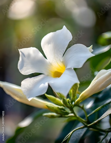 close-up photo of white mandevilla flower bloom, buds, and leaves