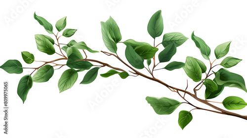 green leaves isolated on white background