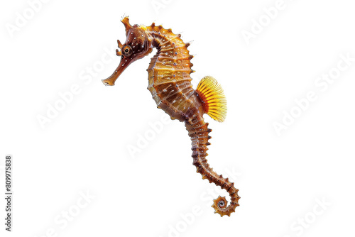 Delicate Pacific Seahorse Isolated on White Background for Marine Lovers