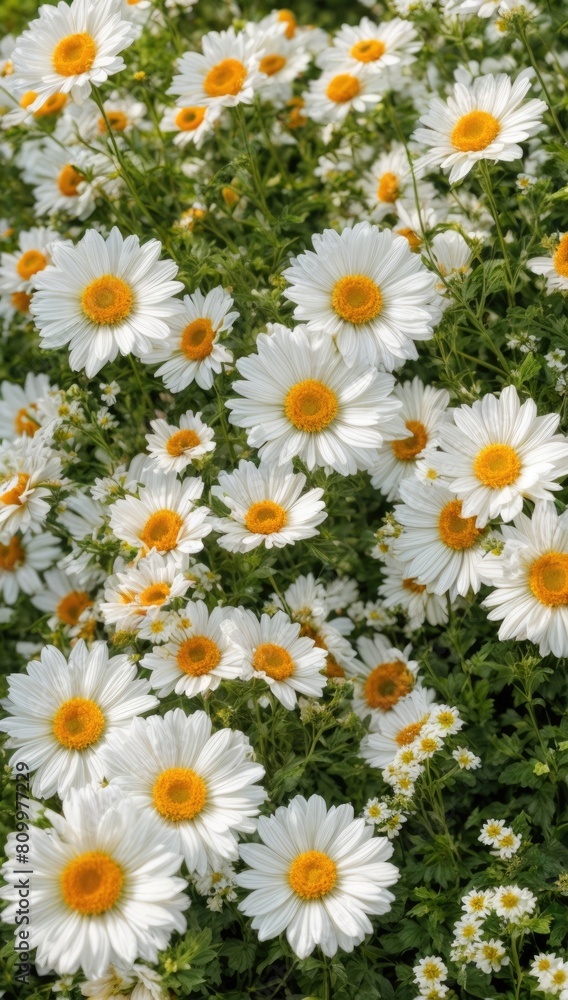 Garden Splendor: Blooming White Daisies Garden Splendor: Blooming White Daisies