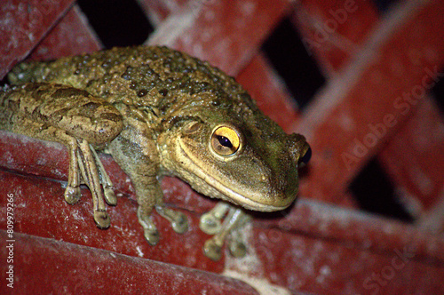 Beautiful and brilliant Cuban Tree Frog (Osteopilus septentrionalis) perched in a rural building in the rainforest of Cuba in the night photo