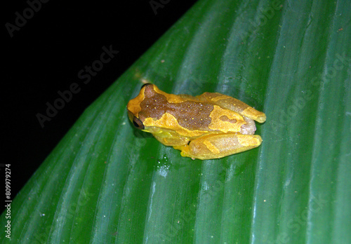 Beautiful and colorful Hourglass Tree Frog (Dendropsophus ebraccatus) perched in a leaf of the rainforest of Costa Rica in the night photo