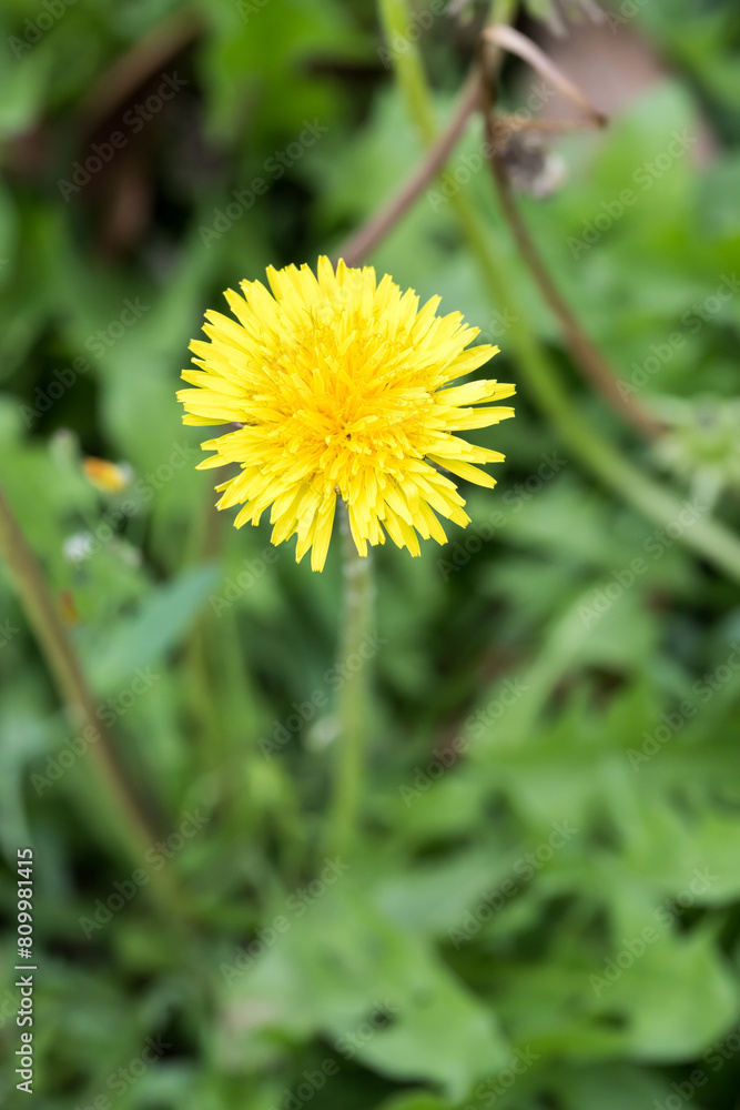 Beautiful common dandelion (taraxacum officinale) flower. Beautiful common dandelion (taraxacum officinale) flower.