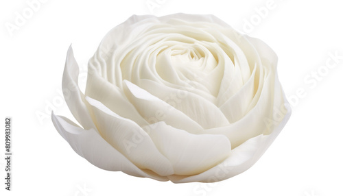 single white rose isolated on transparent background cutout