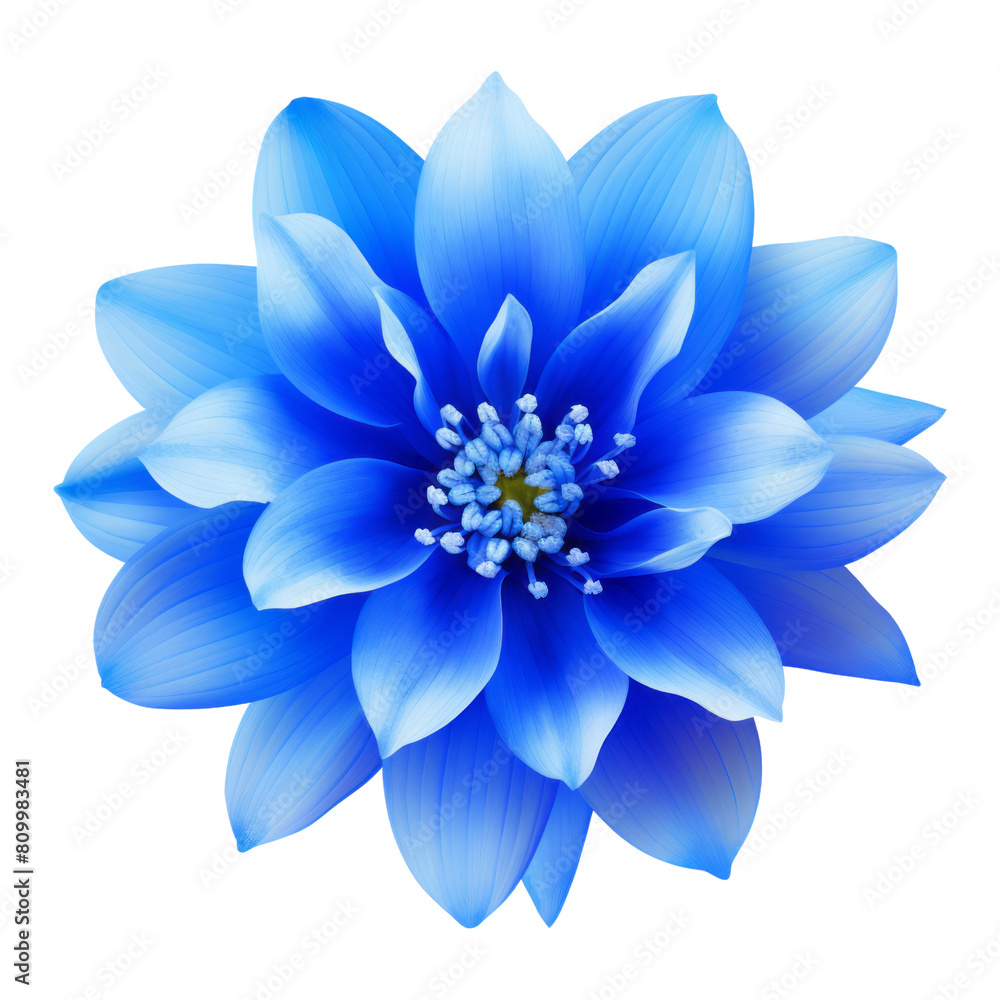 Fototapeta premium blue flower isolated on transparent background cutout