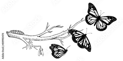 Butterfly Metamorphosis Vector drawing. Hand drawn line art of insect evolution. Black outline illustration of moth transformation. Nature life cycle sketch. On a white isolated background © Ekaterina