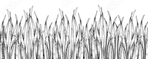 Grass Vector seamless Border. Hand drawn black and white background. Field plant sketch. Outline drawing of green meadow. Weeds line art illustration. For bordering cards and wall art stickers © Ekaterina