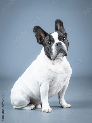 White French Bluldog with black face sitting in a photography studio