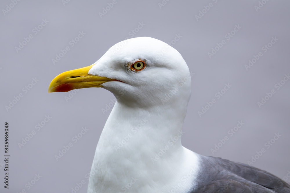 Seagull - Close Up view of wild seagull sea bird in Edinburgh Scotland, near Arthur's Seat. Seagull - Close Up view of wild seagull sea bird in Edinburgh Scotland, near Arthur's Seat.