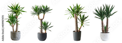 Collection of yucca plants in porcelain pots, exotic decorative plants isolated on a transparent background