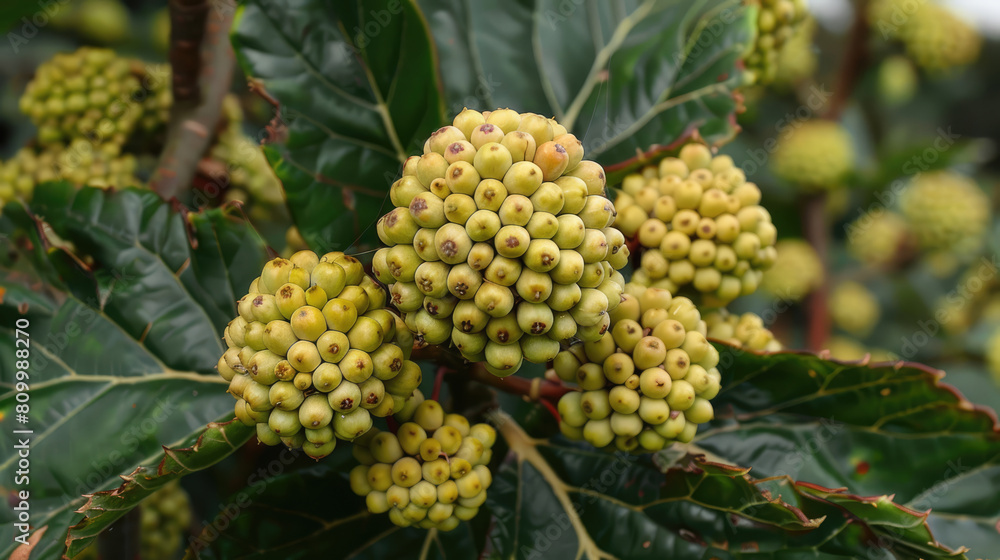 In the summer, viburnum green berries are ripening among the foliage In the summer, viburnum green berries are ripening among the foliage