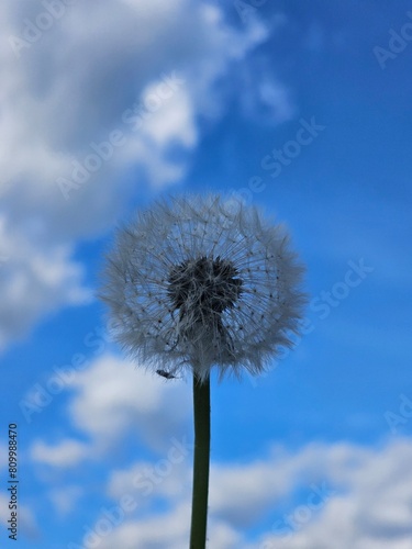 Dandelion seed head silhouetted against a blue sky with scattered clouds.