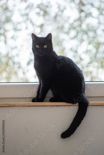 Beautiful black cat at home on the windowsill, portrait.