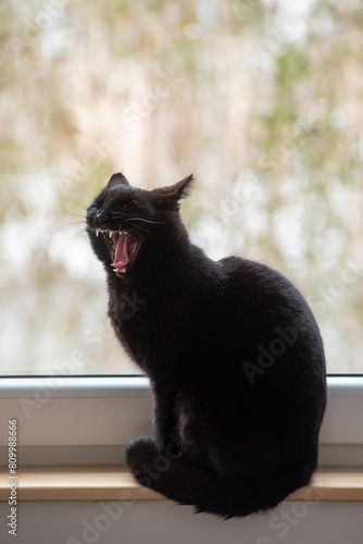 Beautiful yawning black cat at home on the windowsill, portra