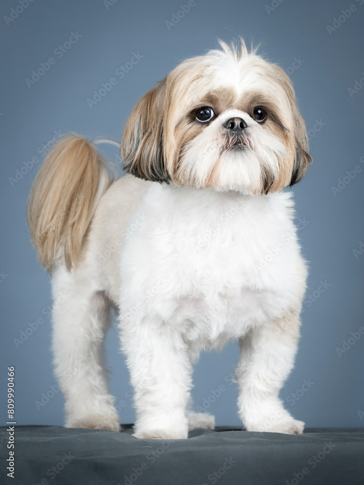 Shih tzu standing in profile in a photography studio Shih tzu standing in profile in a photography studio