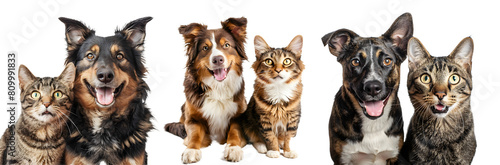 smiling dog and cat isolated on a transparent PNG background, white background , cut out, clipping path, Generative Ai