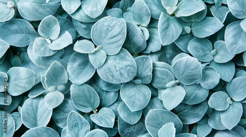 A tight shot of verdant leaves, studded with water beads in their midst A tight shot of verdant leaves, studded with water beads in their midst