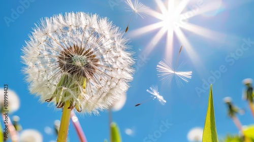   A tight shot of a dandelion against a bright blue sky  with a few more dandelions in the nearby foreground