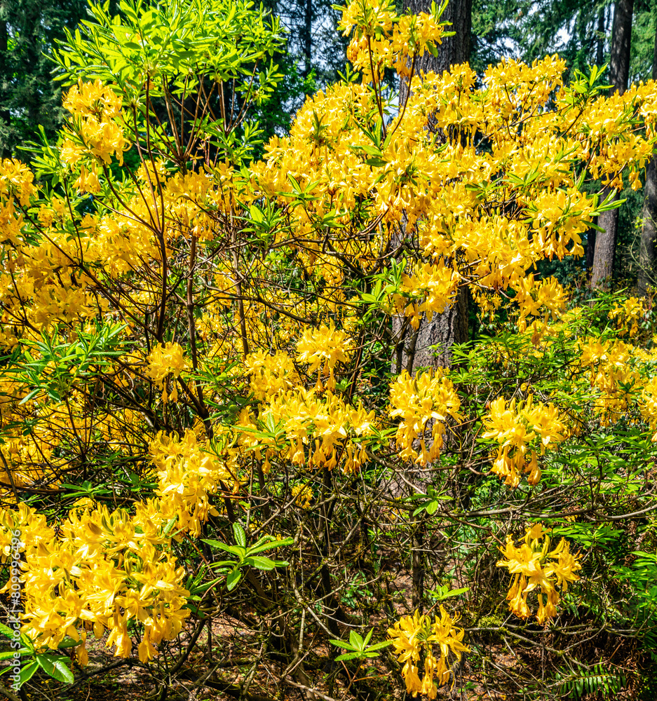 Obraz premium Federal Way Yellow Flowers Background
