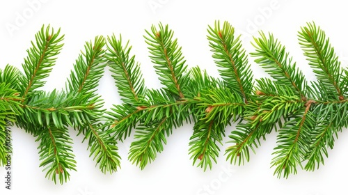   A tight shot of a green pine branch against a pristine white backdrop  flanked by small clippings to its left and right