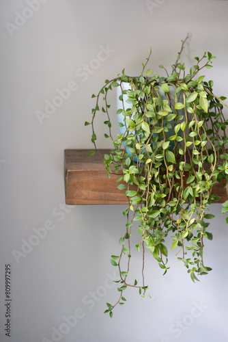 Wooden shelf with hanging plant in a blue pot, verticle