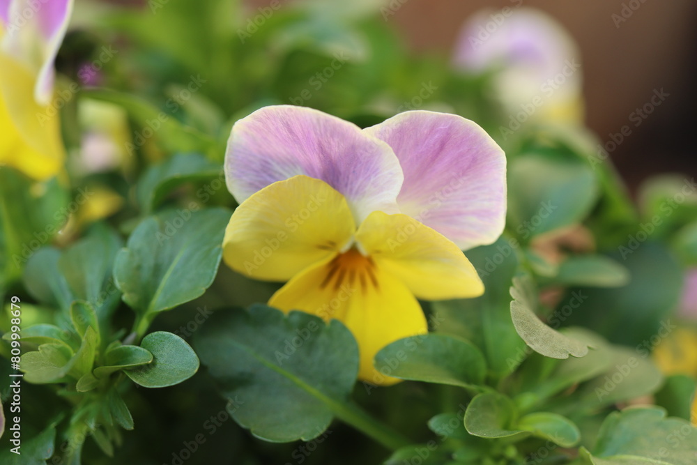 Fiołek rogaty Viola cornuta bratek Fiołek rogaty Viola cornuta bratek