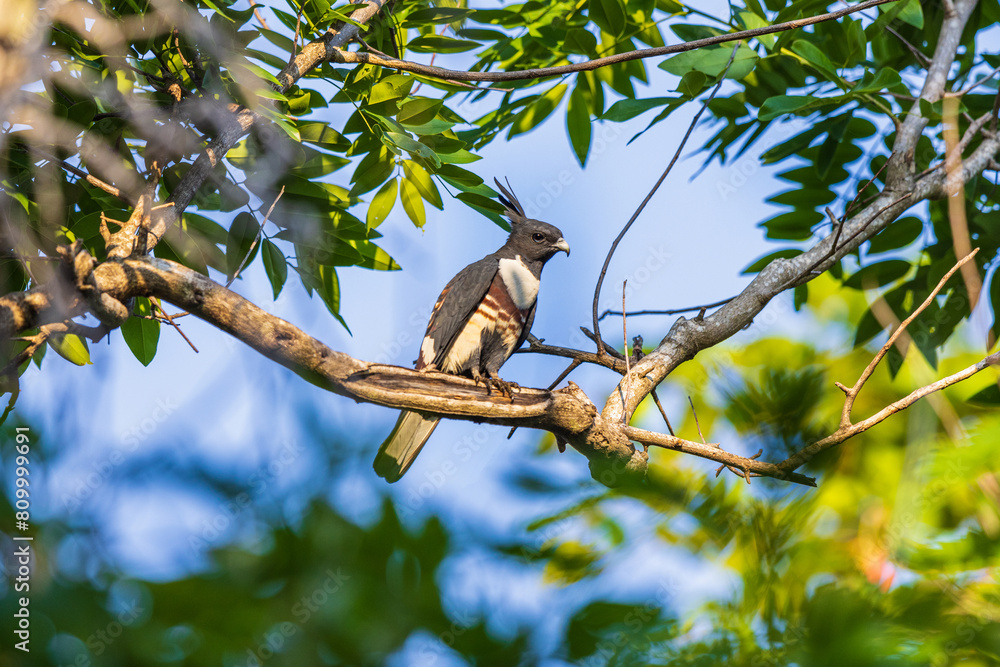 Black baza (Aviceda leuphotes) bird perched on a branch. Black baza (Aviceda leuphotes) bird perched on a branch.