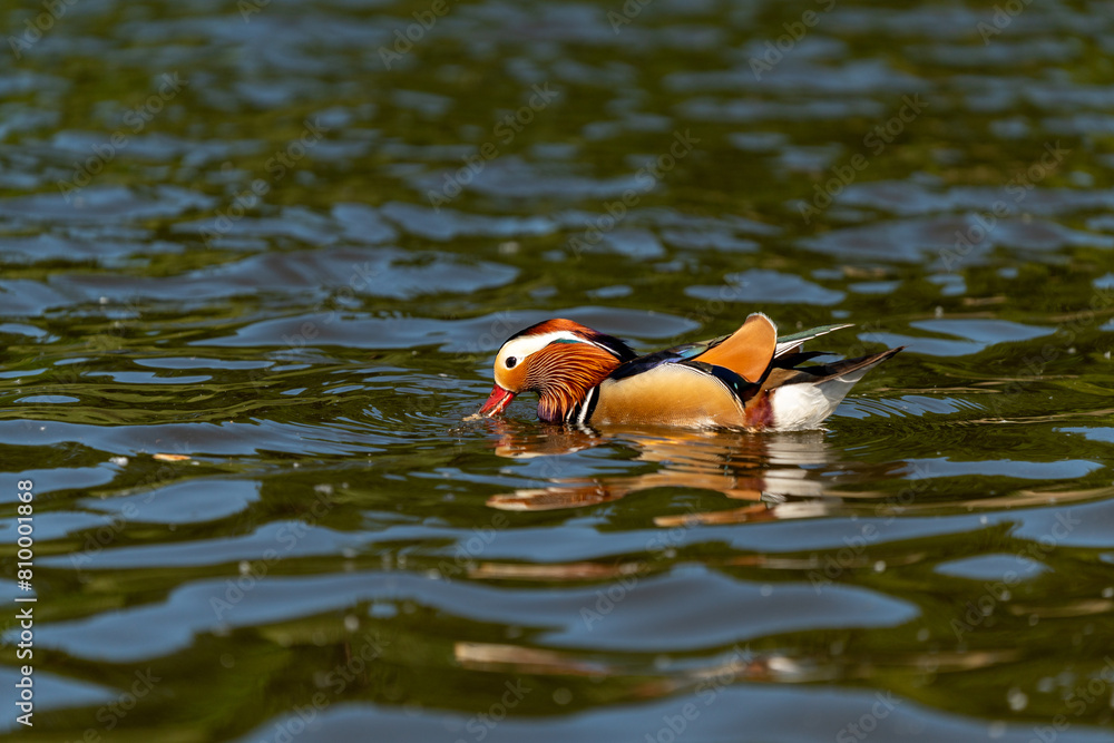 custom made wallpaper toronto digitalcolorfull mallard duck on a sunny day in a pond in berlin germany