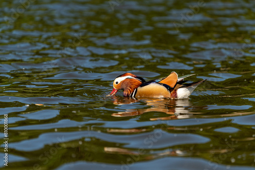 Wallpaper Mural colorfull mallard duck on a sunny day in a pond in berlin germany Torontodigital.ca
