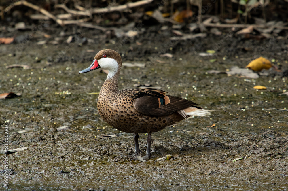 duck on the marsh duck on the marsh