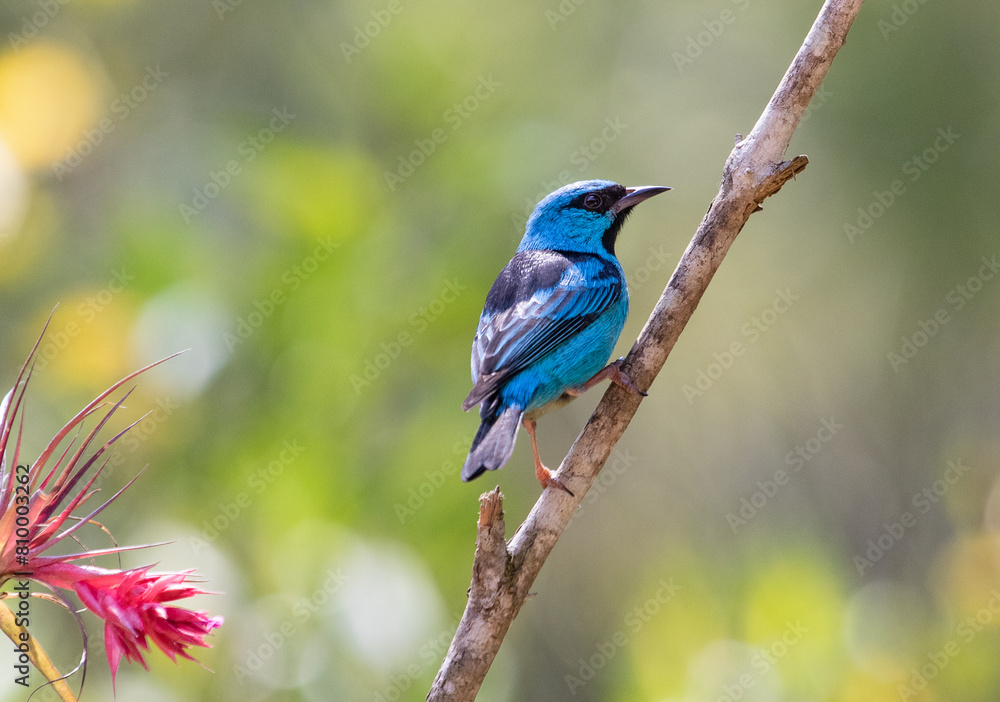 Blue bird on a branch