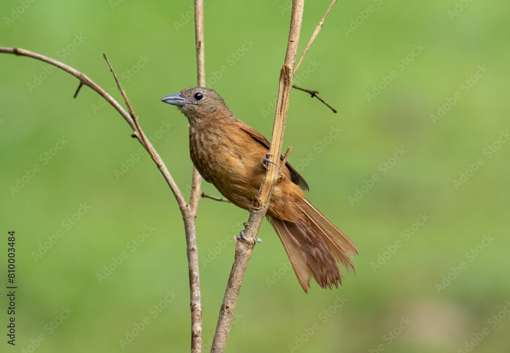 Fototapeta premium Brown bird on a branch