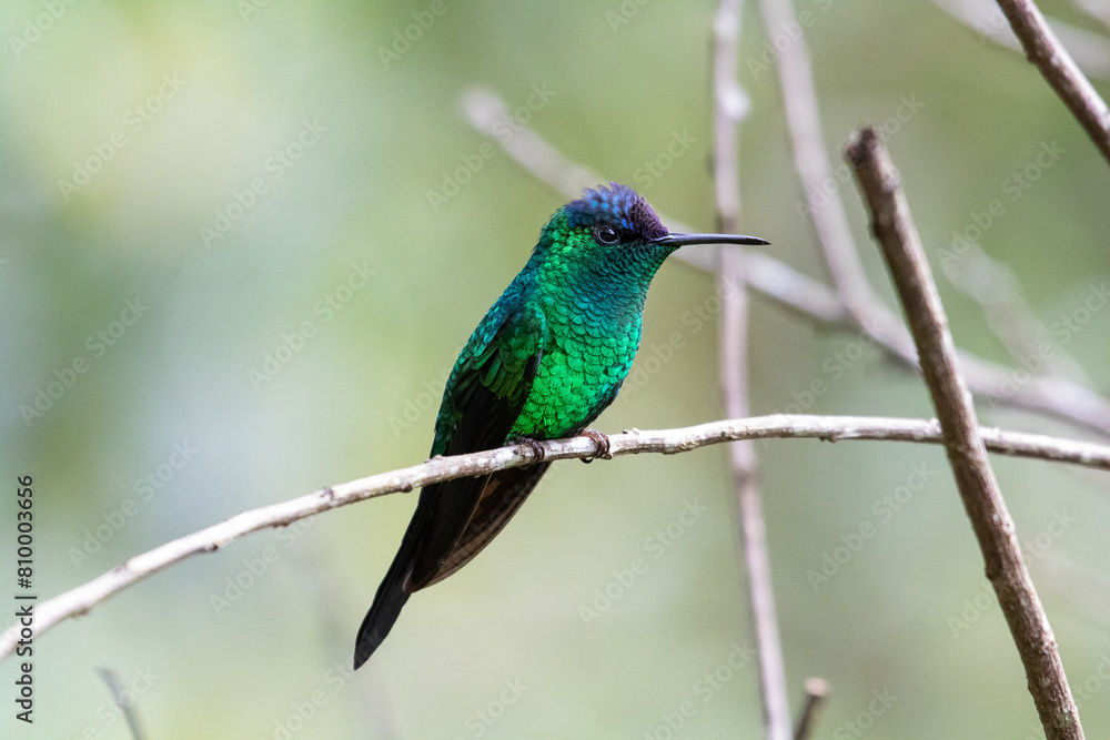 Fototapeta premium hummingbird on a branch