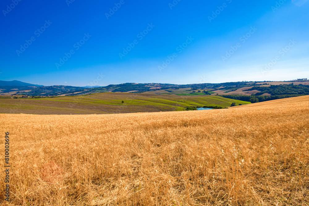 Tuscany landscape with golden wheat field and clear blue sky Tuscany landscape with golden wheat field and clear blue sky