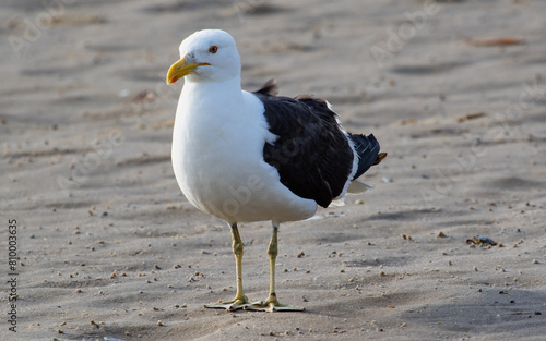 seagull on the beach