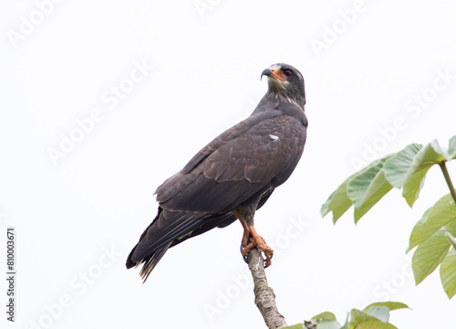 hawk on a branch
